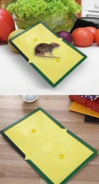 Mouse and Rat Trap strong glue - 10 pieces - Friend of Gardeners